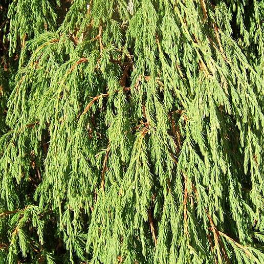 Himalayan Juniper