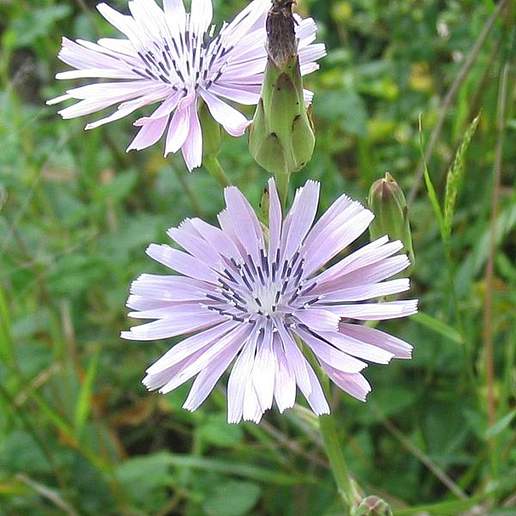 Blue Sow Thistle