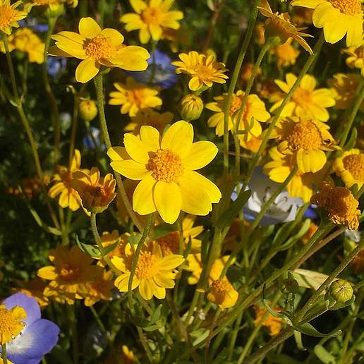 Yellowray Goldfields