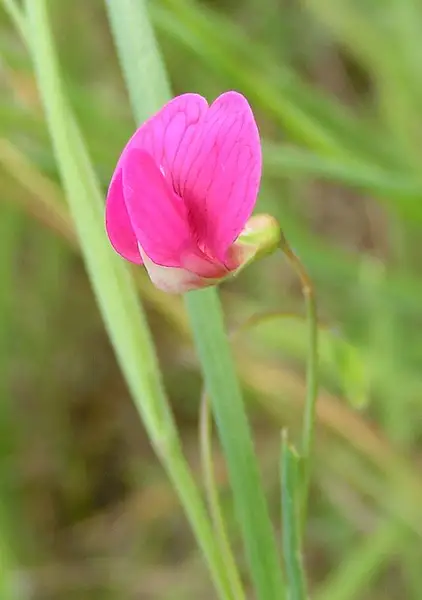 Pea