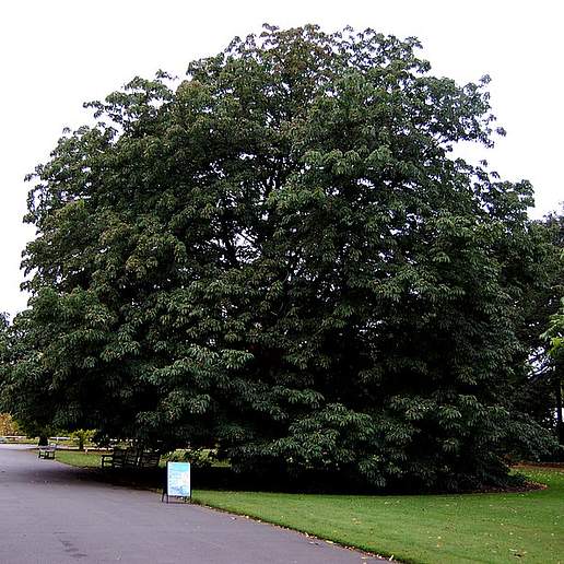 Indian Horse Chestnut