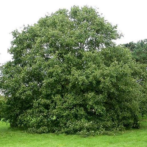 Lebanon Oak