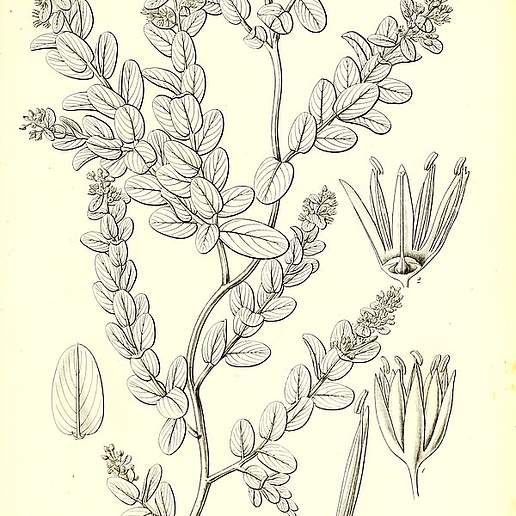 Berchemia lineata