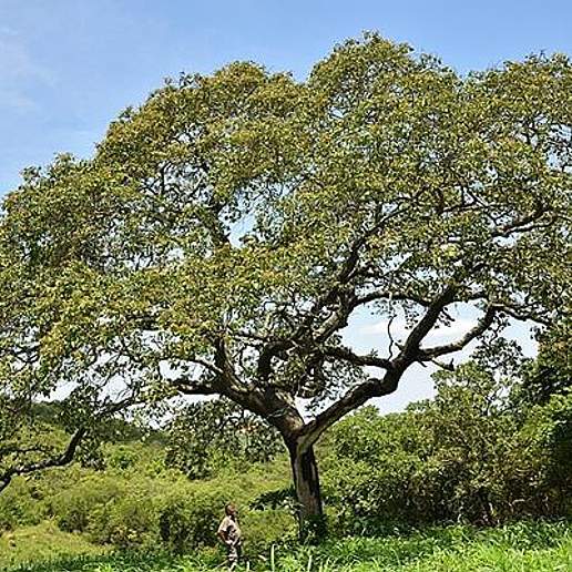 Parinari curatellifolia