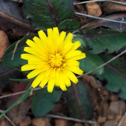 Taraxacum laevigatum