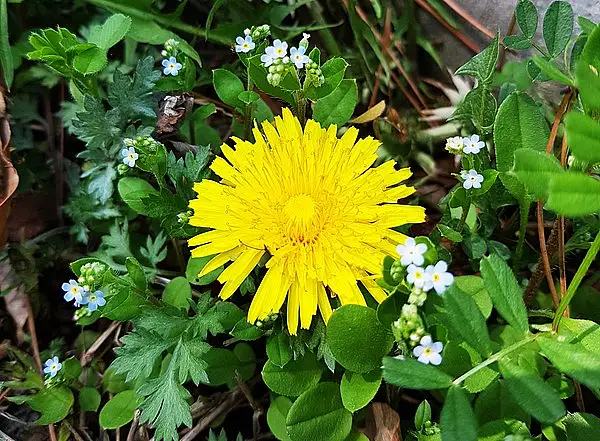 Taraxacum platycarpum