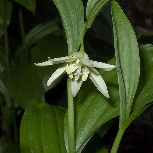 Disporum viridescens