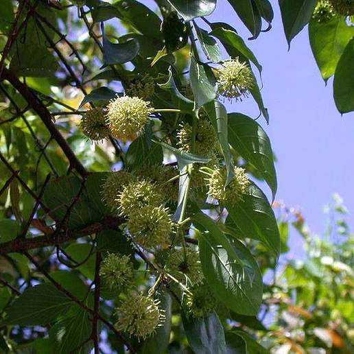 Uncaria rhynchophylla
