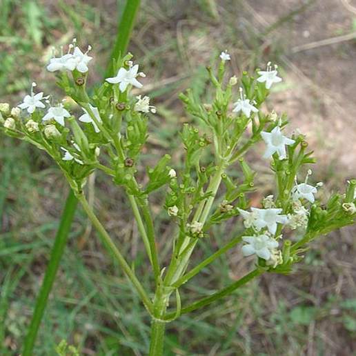 Western Valeriana