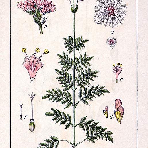 Valeriana sambucifolia