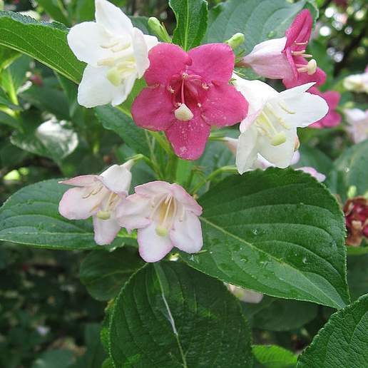 Weigela coraeensis