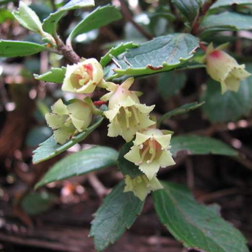 Wittsteinia vacciniacea