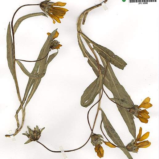 Humboldt County Wyethia