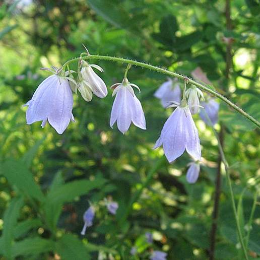 Adenophora divaricata