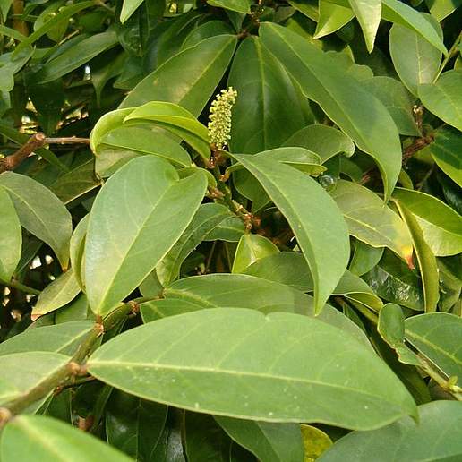 Herbert River Cherry