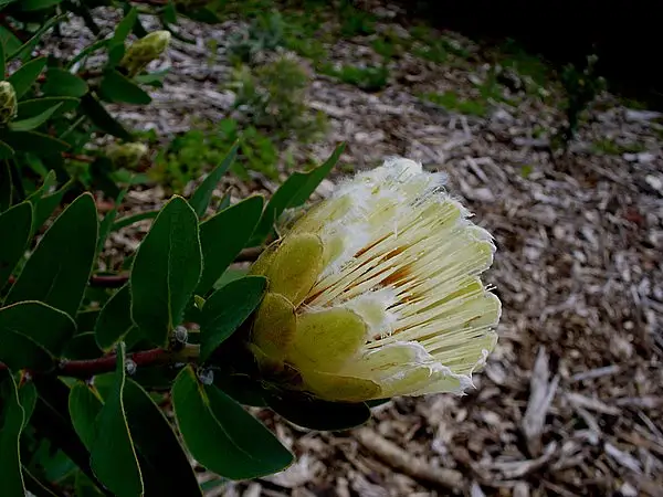 Forest White Sugarbush