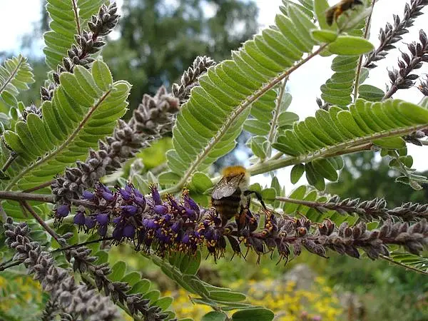 Dwarf Wild Indigo