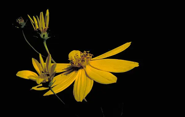 Forest Tickseed