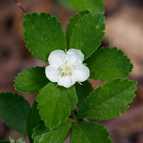 Dwarf Hawthorn