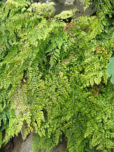 Evergreen Maidenhair
