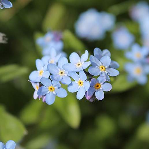 Wood Forget Me Not