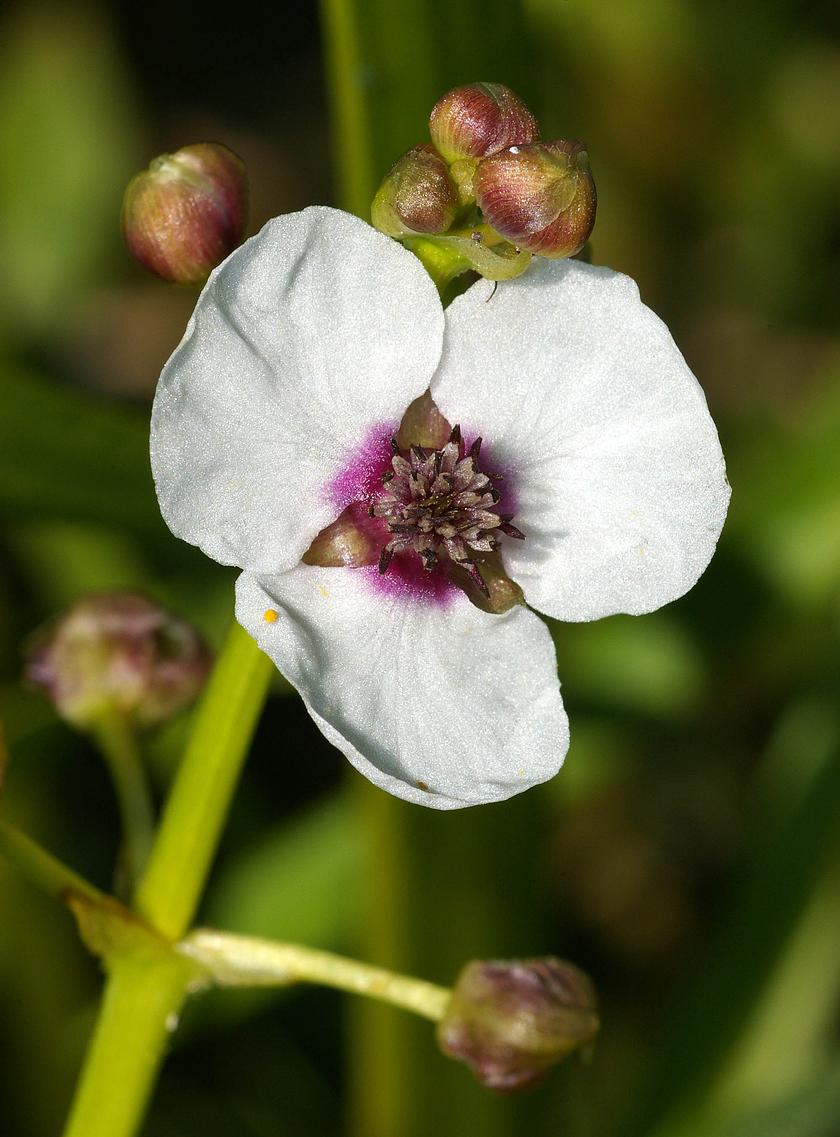 Inflorescence of the waterplant Sagittaria sagittifolia