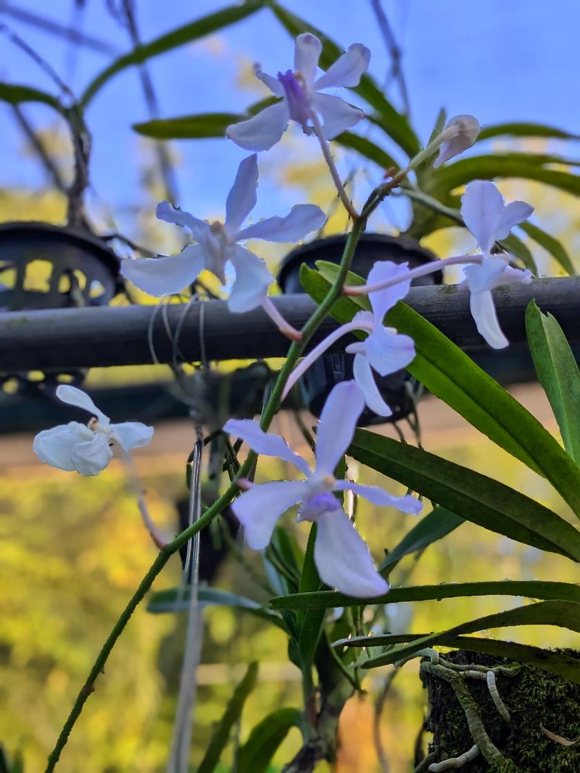Vanda coerulea, commonly known as blue orchid 2