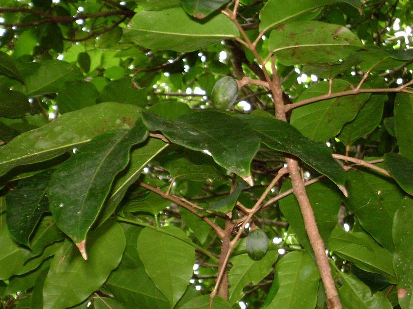 Canarium harveyi, leaves, fruits.jpg