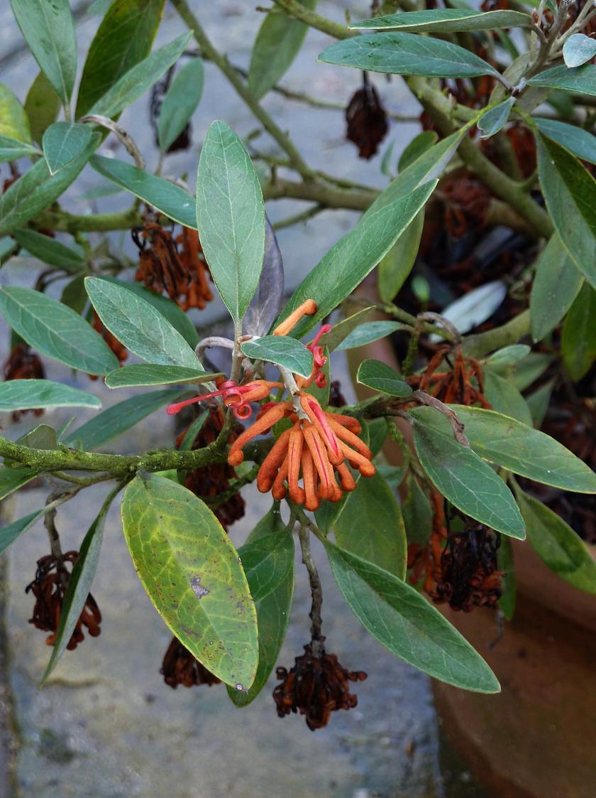 Grevillea victoriae in flower
