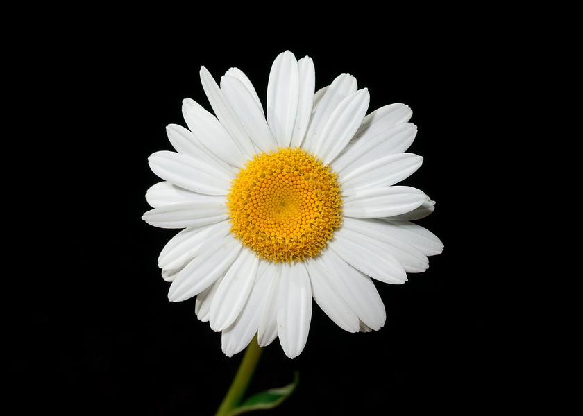Oxeye Daisy (Leucanthemum vulgare)