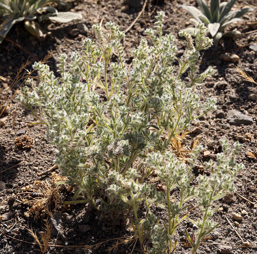 Cryptantha ambigua flowering
